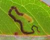 Stigmella sp.